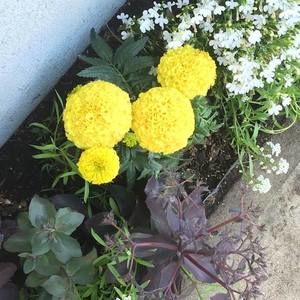 Meet your Posher, Shirley